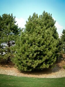 Сосна Чёрная (Pinus Nigra) купить по цене от 270.00р. в интернет-магазине «Посадика» с доставкой почтой в в Белоусовое и по всей России – [изображение №1].