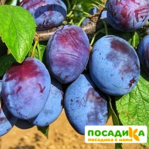 Слива Чачакская ранняя купить по цене от 229.00р. в интернет-магазине «Посадика» с доставкой почтой в в Белоусовое и по всей России – [изображение №1].