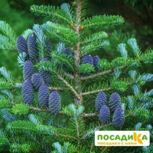 Пихта корейская (Abies koreana) купить по цене от 450.00р. в интернет-магазине «Посадика» с доставкой почтой в в Белоусовое и по всей России – [изображение №1].