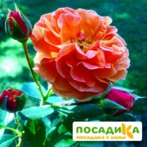 Роза Арабия купить по цене от 350.00р. в интернет-магазине «Посадика» с доставкой почтой в в Белоусовое и по всей России – [изображение №1].