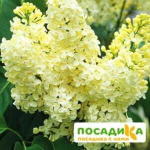 Сирень Примроуз (Primrose) купить по цене от 529.00р. в интернет-магазине «Посадика» с доставкой почтой в в Белоусовое и по всей России – [изображение №1].