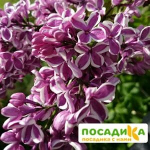 Сирень Сенсация купить по цене от 529.00р. в интернет-магазине «Посадика» с доставкой почтой в в Белоусовое и по всей России – [изображение №1].