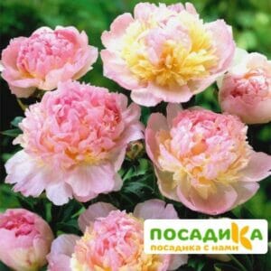 Пион Распберри Сандей (Paeonia Raspberry Sundae) купить по цене от 959р. в интернет-магазине «Посадика» с доставкой почтой в в Белоусовое и по всей России – [изображение №1].