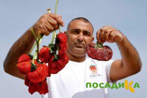 Клубника Гигант Джорнея купить по цене от 266р. в интернет-магазине «Посадика» с доставкой почтой в в Белоусовое и по всей России – [изображение №1].