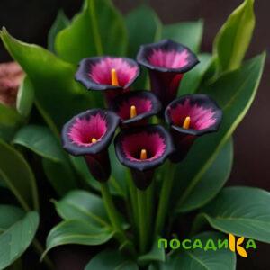 Калла Аура Лейс купить по цене от 400р. в интернет-магазине «Посадика» с доставкой почтой в в Белоусовое и по всей России – [изображение №1].