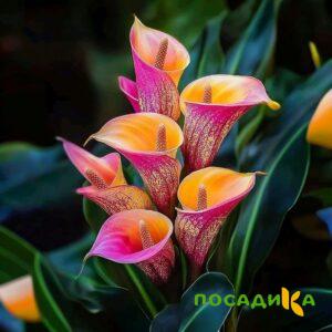 Калла Оникс купить по цене от 450р. в интернет-магазине «Посадика» с доставкой почтой в в Белоусовое и по всей России – [изображение №1].
