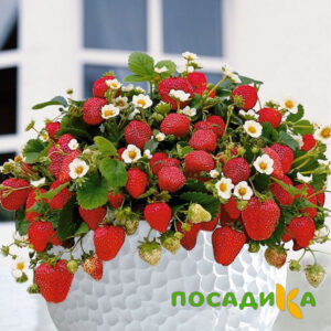 Клубника Рубиновый Шепот (горшечная) купить по цене от 240р. в интернет-магазине «Посадика» с доставкой почтой в в Белоусовое и по всей России – [изображение №1].