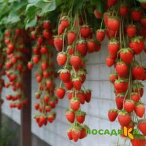 Клубника вьющаяся Комплимент купить по цене от 470р. в интернет-магазине «Посадика» с доставкой почтой в в Белоусовое и по всей России – [изображение №1].