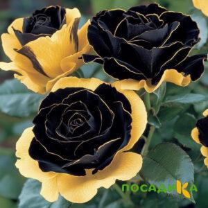 Роза Ханни Сикл купить по цене от 700р. в интернет-магазине «Посадика» с доставкой почтой в в Белоусовое и по всей России – [изображение №1].