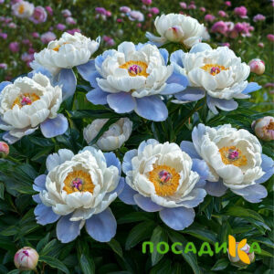 Пион акварельный Этюд купить по цене от 806р. в интернет-магазине «Посадика» с доставкой почтой в в Белоусовое и по всей России – [изображение №1].