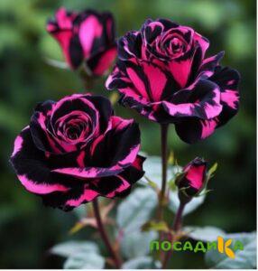 Роза Багровый Шепот купить по цене от 366р. в интернет-магазине «Посадика» с доставкой почтой в в Белоусовое и по всей России – [изображение №1].