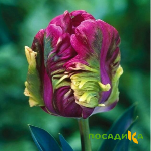 Тюльпан Экзотик Хэвен купить по цене от 186р. в интернет-магазине «Посадика» с доставкой почтой в в Белоусовое и по всей России – [изображение №1].