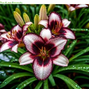 Лилейник Крим Сикл купить по цене от 799р. в интернет-магазине «Посадика» с доставкой почтой в в Белоусовое и по всей России – [изображение №1].