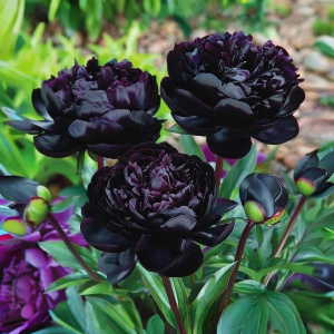 Пион Королевский Бархат купить по цене от 419р. в интернет-магазине «Посадика» с доставкой почтой в в Белоусовое и по всей России – [изображение №1].