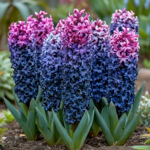 Гиацинт Блю Спринг купить по цене от 2099р. в интернет-магазине «Посадика» с доставкой почтой в в Белоусовое и по всей России – [изображение №1].