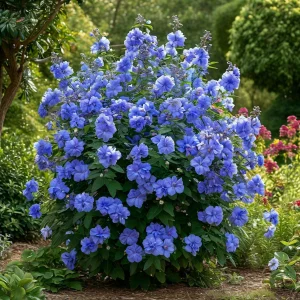 Гибискус Сансет Блоссом купить по цене от 248р. в интернет-магазине «Посадика» с доставкой почтой в в Белоусовое и по всей России – [изображение №1].