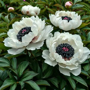 Пион Инк Эн купить по цене от 429р. в интернет-магазине «Посадика» с доставкой почтой в в Белоусовое и по всей России – [изображение №1].