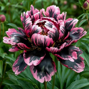 Пион Дроп Руби купить по цене от 469р. в интернет-магазине «Посадика» с доставкой почтой в в Белоусовое и по всей России – [изображение №1].