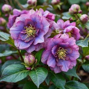 Морозник Айс Принцесс Чарм купить по цене от 650р. в интернет-магазине «Посадика» с доставкой почтой в в Белоусовое и по всей России – [изображение №1].