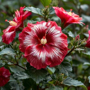 Гибискус Пурпл Мистик купить по цене от 360р. в интернет-магазине «Посадика» с доставкой почтой в в Белоусовое и по всей России – [изображение №1].