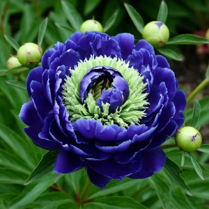 Пион Дримвивер купить по цене от 417р. в интернет-магазине «Посадика» с доставкой почтой в в Белоусовое и по всей России – [изображение №1].