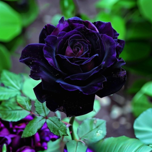 Роза Блэк Пантер купить по цене от 319р. в интернет-магазине «Посадика» с доставкой почтой в в Белоусовое и по всей России – [изображение №1].
