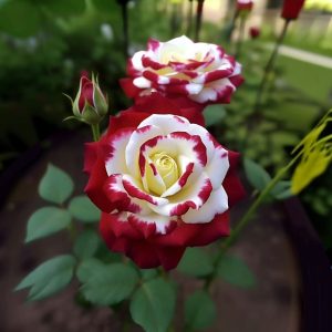 Роза Роял Глом купить по цене от 401р. в интернет-магазине «Посадика» с доставкой почтой в в Белоусовое и по всей России – [изображение №1].