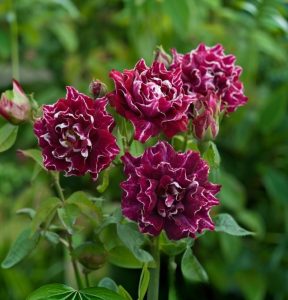 Роза Опаловый Пейзаж купить по цене от 490р. в интернет-магазине «Посадика» с доставкой почтой в в Белоусовое и по всей России – [изображение №1].